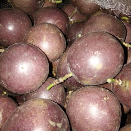 西双版纳台农一号百香果产地行情