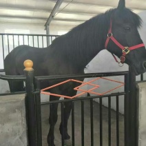 伊犁马400~500kg