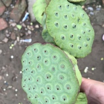 莲子壳