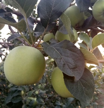 藤木苹果 60mm以上 光果