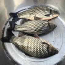 鲫鱼饲料