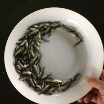 杂交鲫鱼