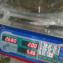 生态甲鱼2.5~3斤