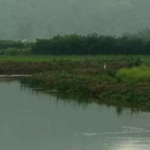 生态甲鱼2.5~3斤