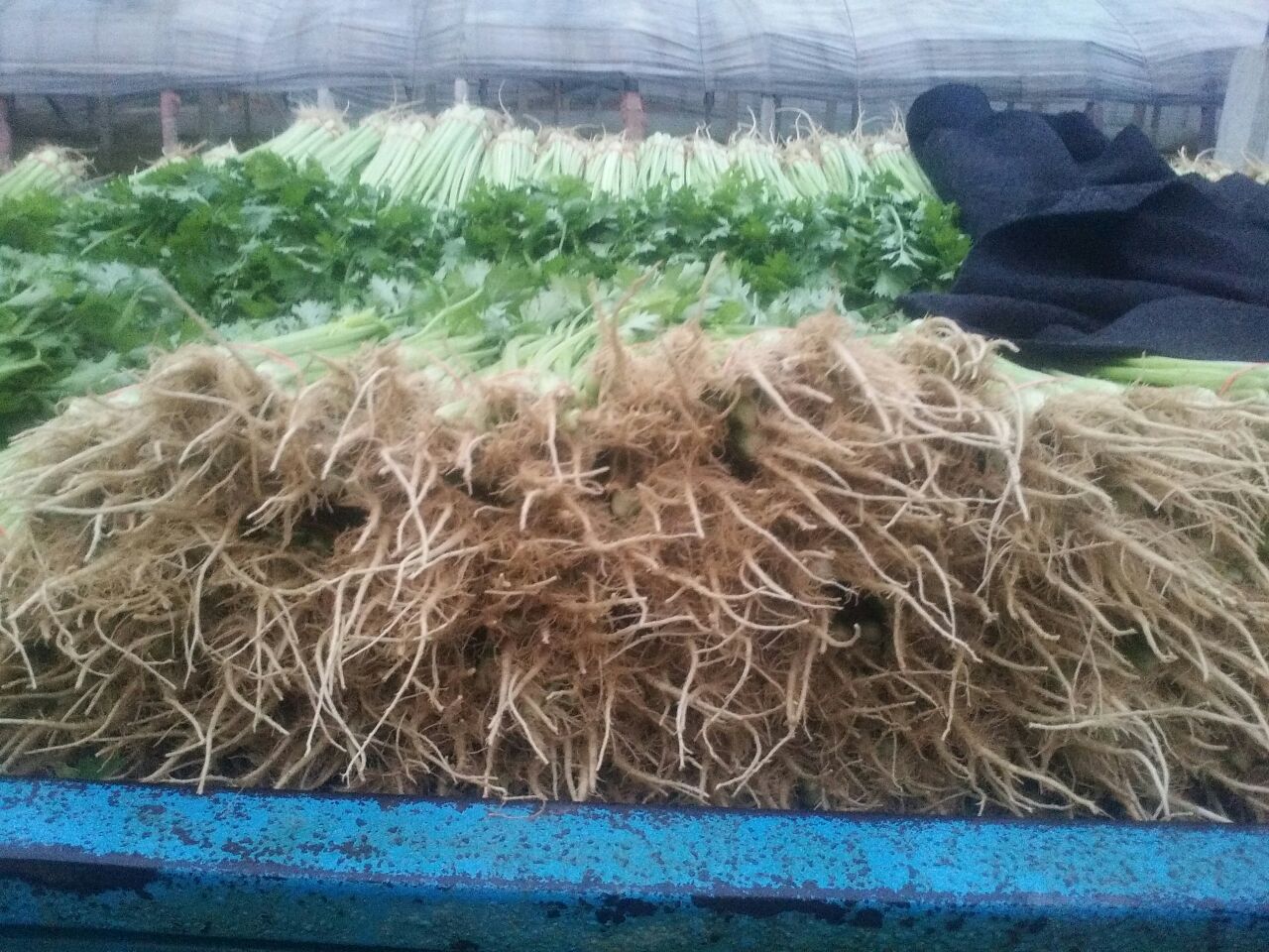 展示香芹和平叶香芹、胡芹和球茎胡芹的外观对比,清晰标注各部位特征 香芹与胡芹对比图
