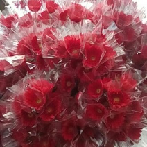扶郎花