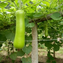 瓠瓜20~30cm5cm以下