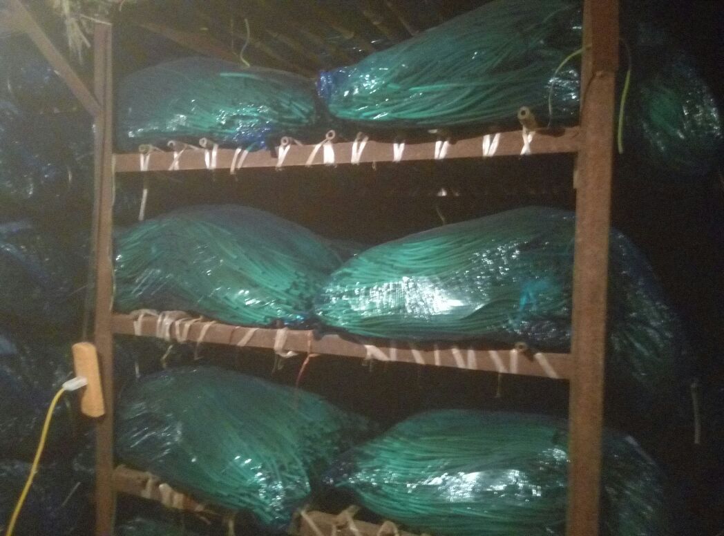 家庭级蒜薹保鲜操作图：玻璃保鲜罐中盛放清水，蒜薹根部浸入水中约2cm，茎体竖直向上，罐口覆盖打孔保鲜膜，整体置于家用冰箱冷藏室蔬果格内