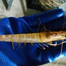 基围虾食用活虾