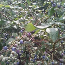 蓝莓