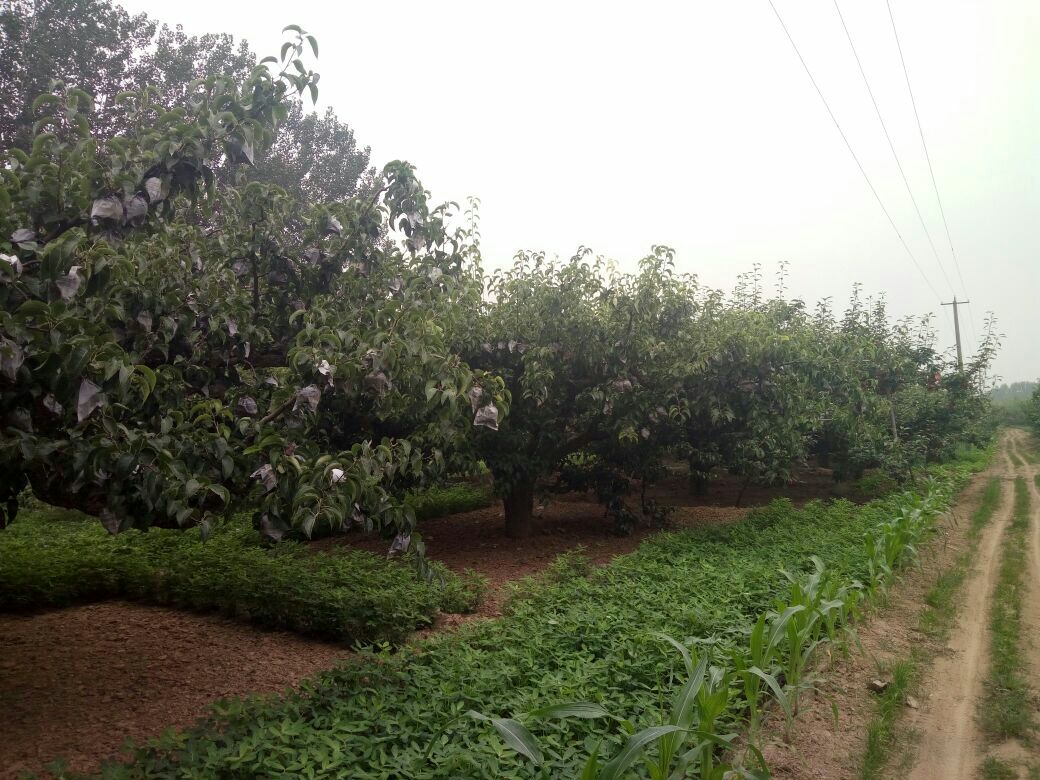 浙江绿宝石梨果园航拍图