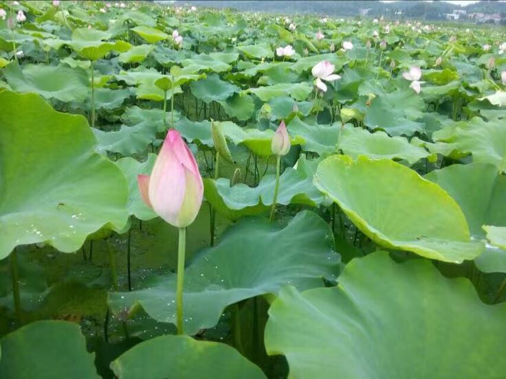 湘莲在湘江畔盛开