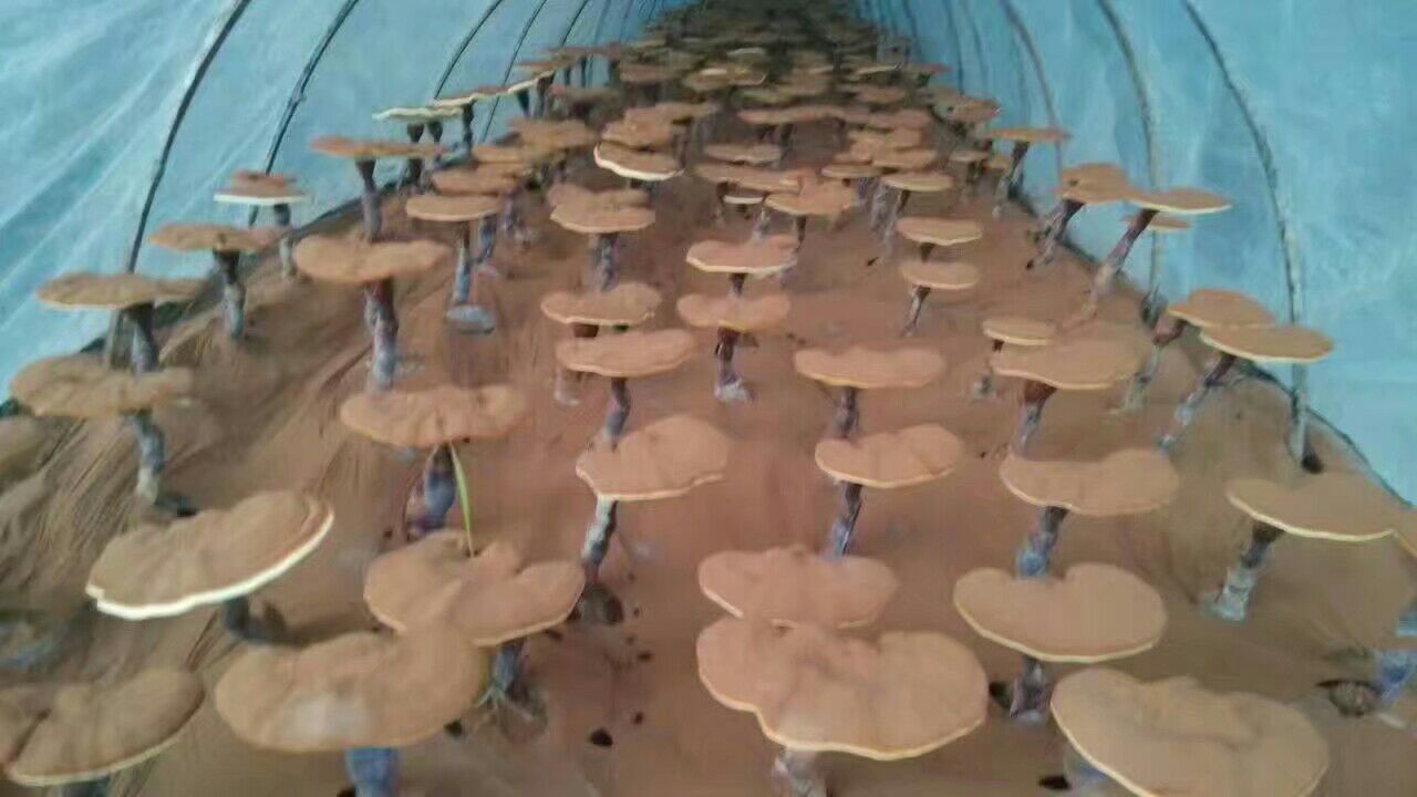 人工培育的竹灵芝椴木栽培场景