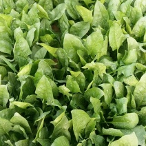 [牛]小叶菠菜25~30厘米