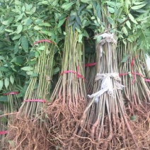 红油6号香椿苗
