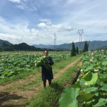 莲蓬8cm以上