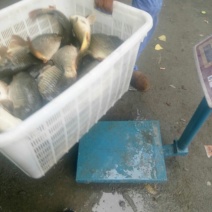 池鲤鱼食用1~2公斤