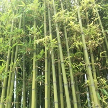 淡竹4~5m