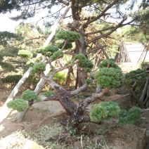 造型松特种造型盆景累景观松