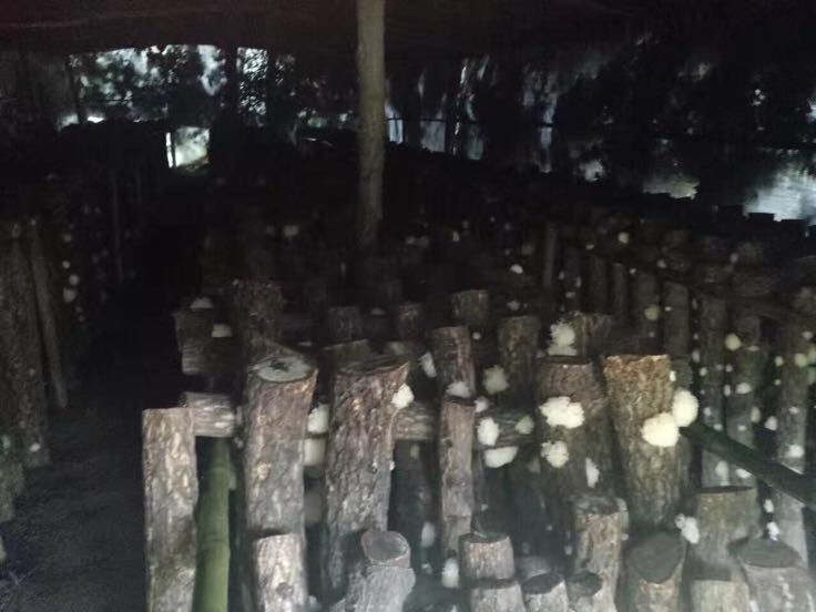 一组整齐排列的椴木段,上面长出洁白的新鲜银耳,生长在阴凉潮湿的山间菇棚中,地面覆盖苔藓,环境干净无污染,体现生态化栽培场景 椴木银耳栽培环境