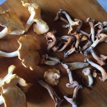 黄丝菌
