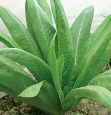 油麦菜种子大棵型油麦菜种子美满香麦菜菜籽四季种籽蔬菜孑农