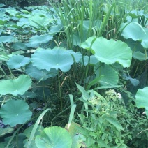 茭白种苗