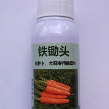 胡萝卜种子
