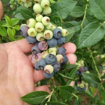 蓝丰蓝莓鲜果2~4mm以上