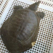甲鱼苗鱼苗