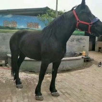 肉马100~200kg