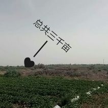 伽师瓜7斤以上长圆形