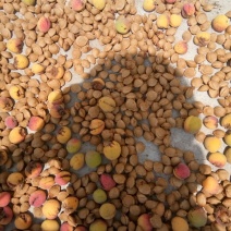 杏核甜核