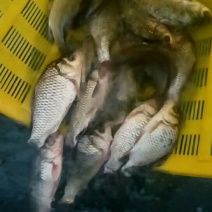 杂交鲫鱼饲料