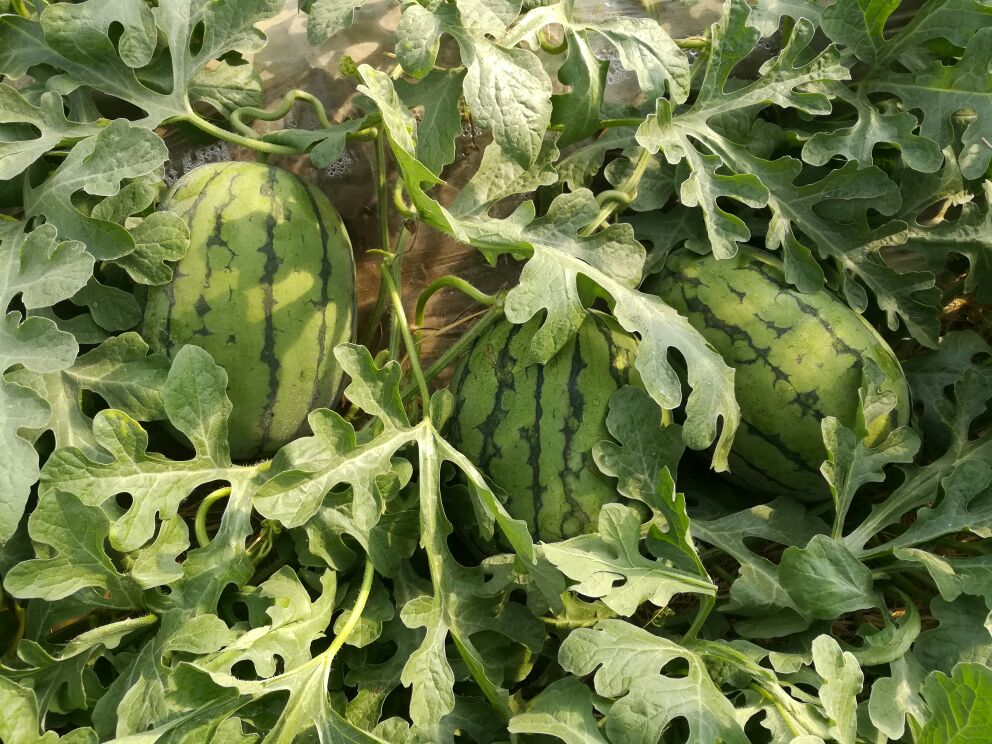 早春红玉西瓜田景观