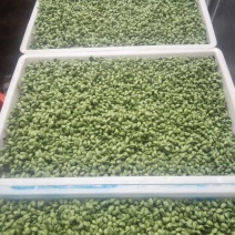 黑豆芽