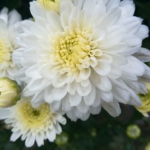 药用菊花散装