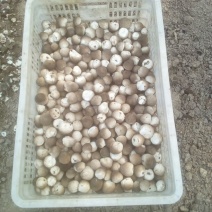 草菇5~6cm以上