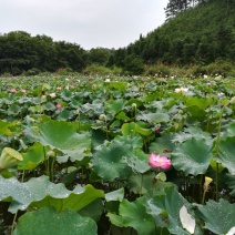 莲蓬8cm以上