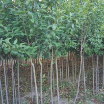 大叶女贞4cm以下