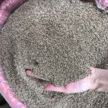 孜然