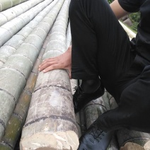 竹子楠竹