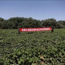 西州蜜瓜