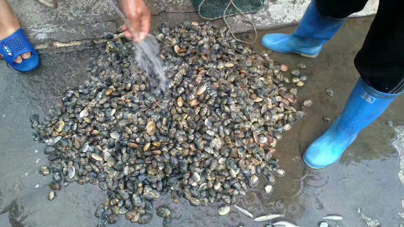 人们在海边捡拾花蛤