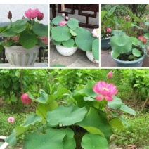荷花30~40cm