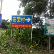 大口鲶鱼苗