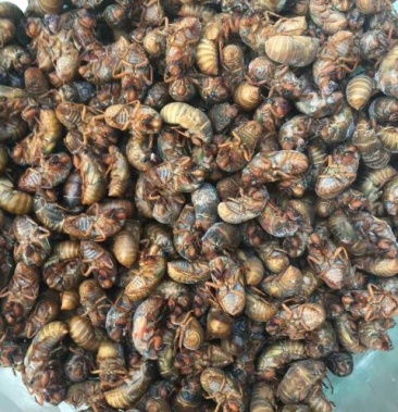 [金蝉种苗批发]金蝉种苗 未出壳价格220.00元/斤 - 一亩田