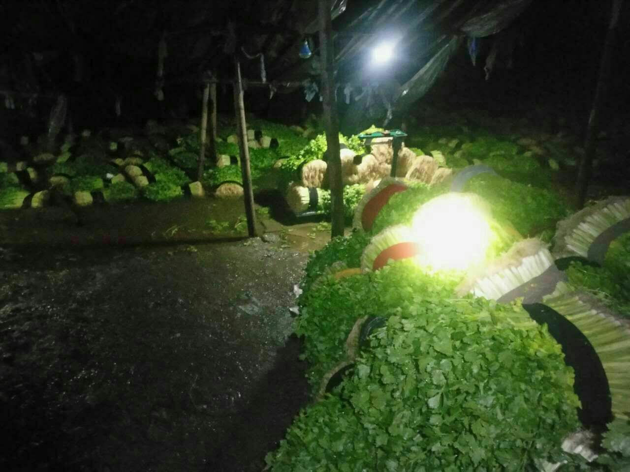 干燥的芹菜秸秆堆放在阳光下