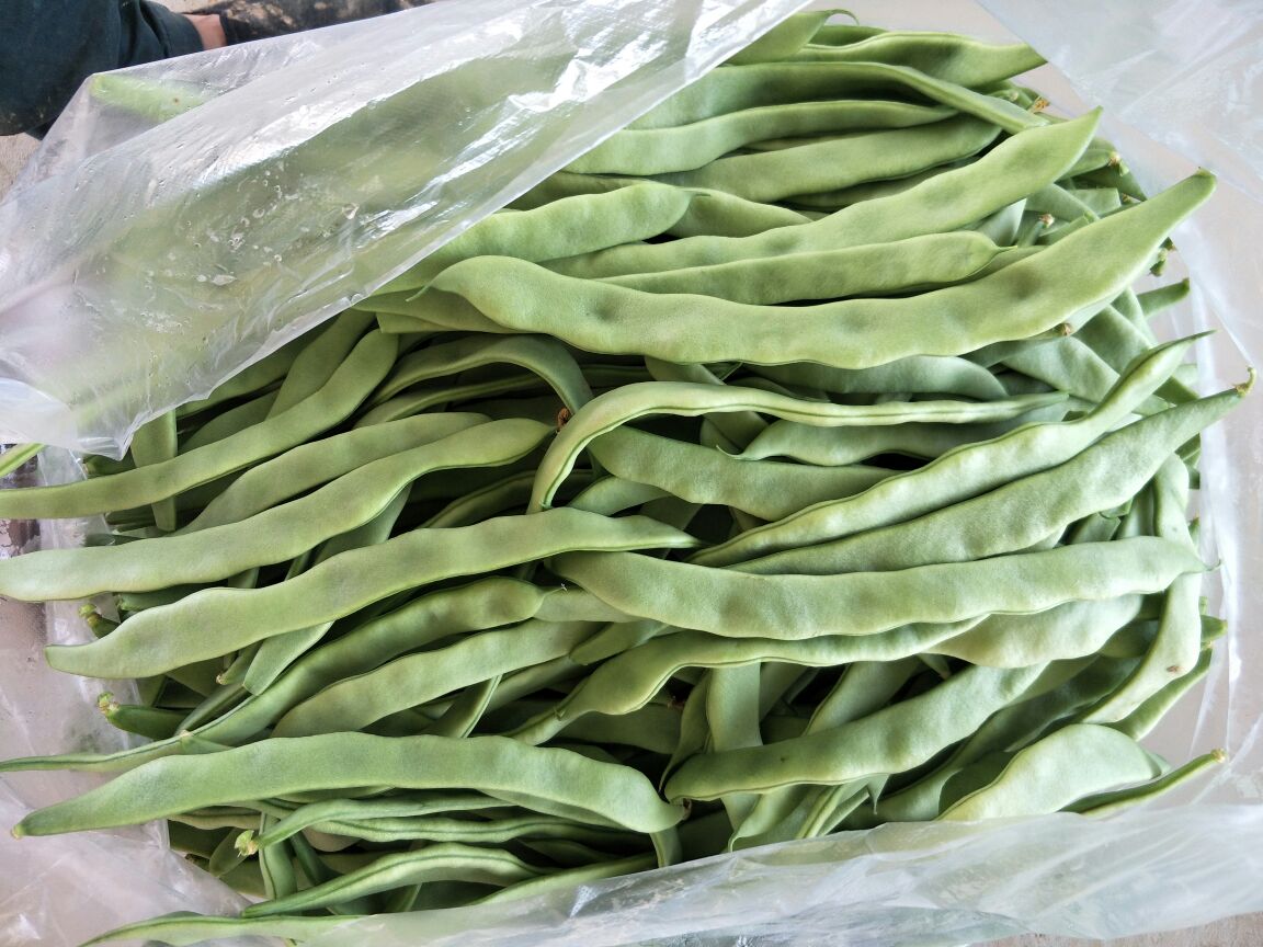 新鲜扁豆正在焯水,颜色鲜亮 扁豆丝焯水处理