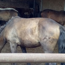 蒙古马200~300kg